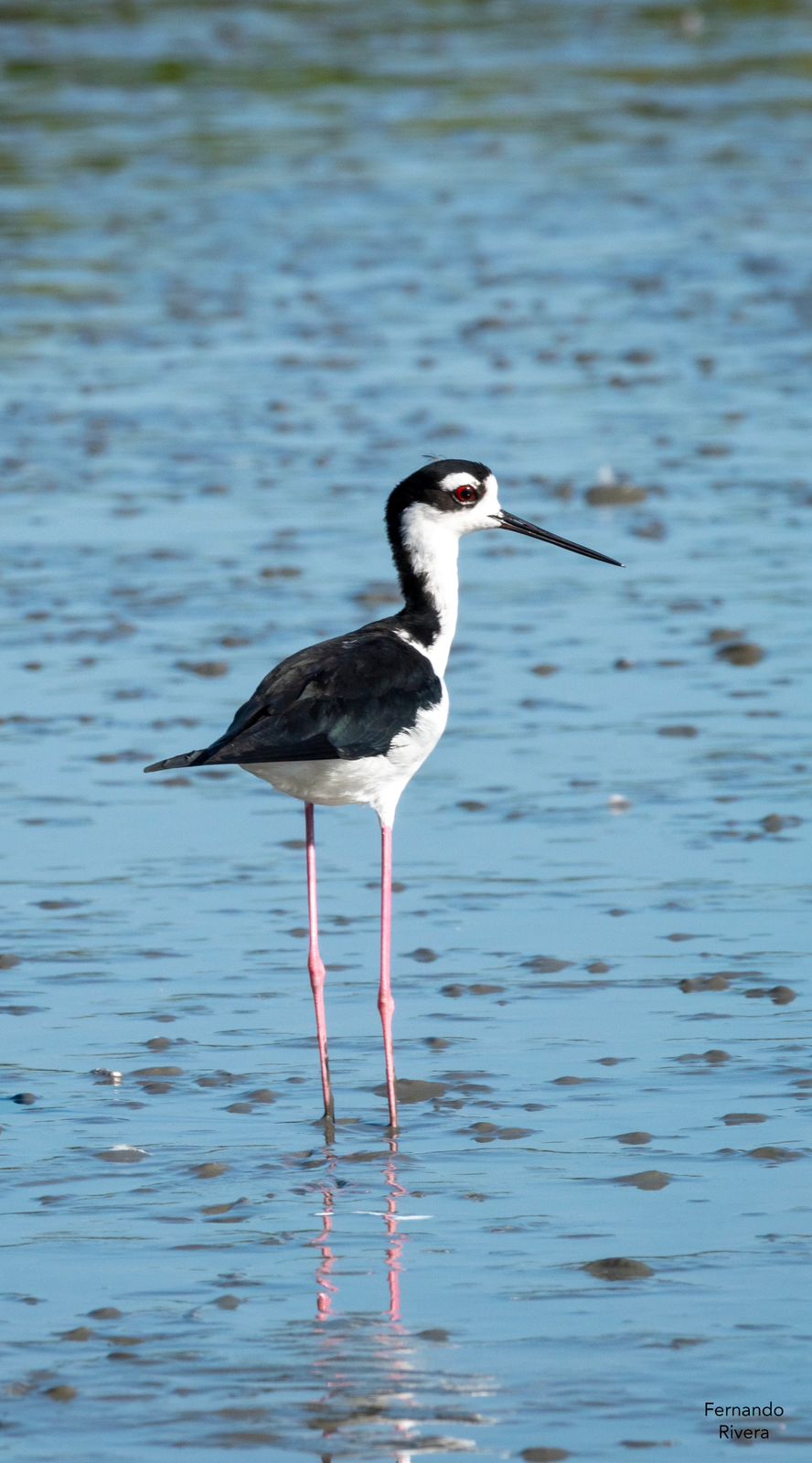 Plan Caribeño Adultos - Imagen 7