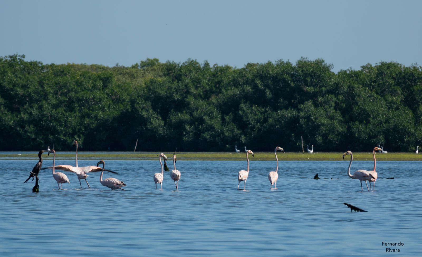 Plan Caribeño Adultos - Imagen 2