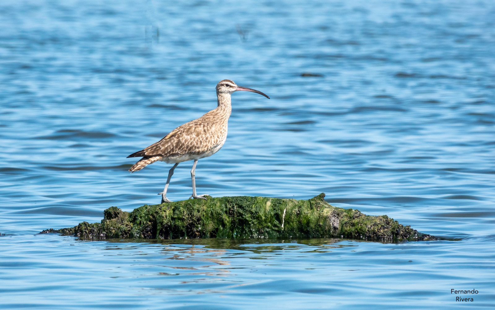 Plan Caribeño Adultos - Imagen 6