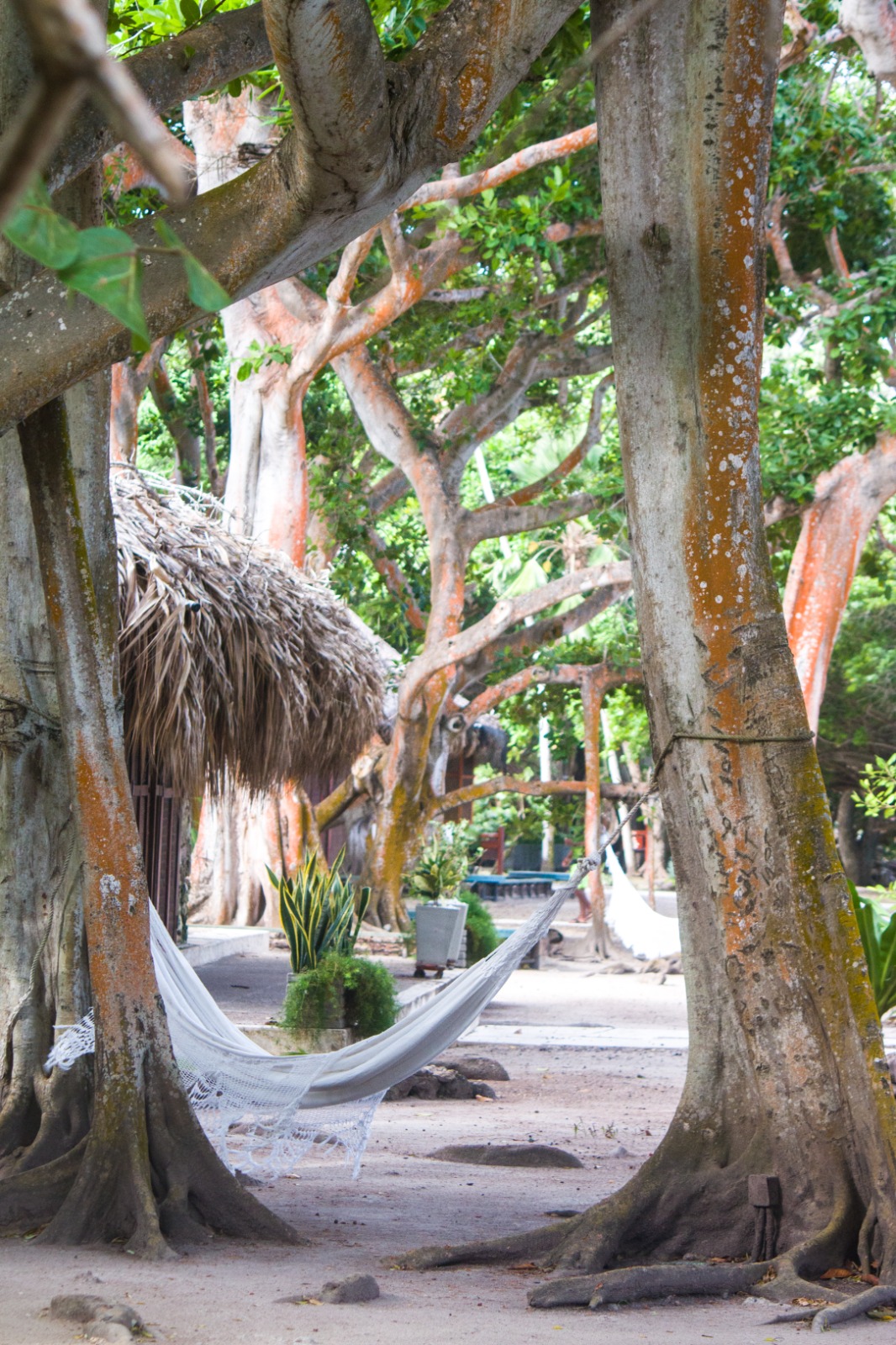 San Pedro de Majagua Plan Gold - Imagen 7