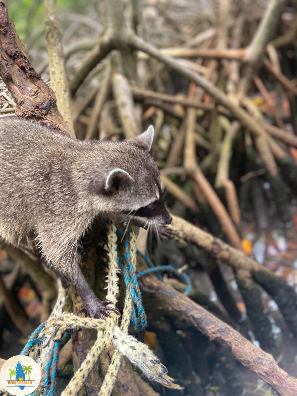 Magic Eco Tour - Imagen 6