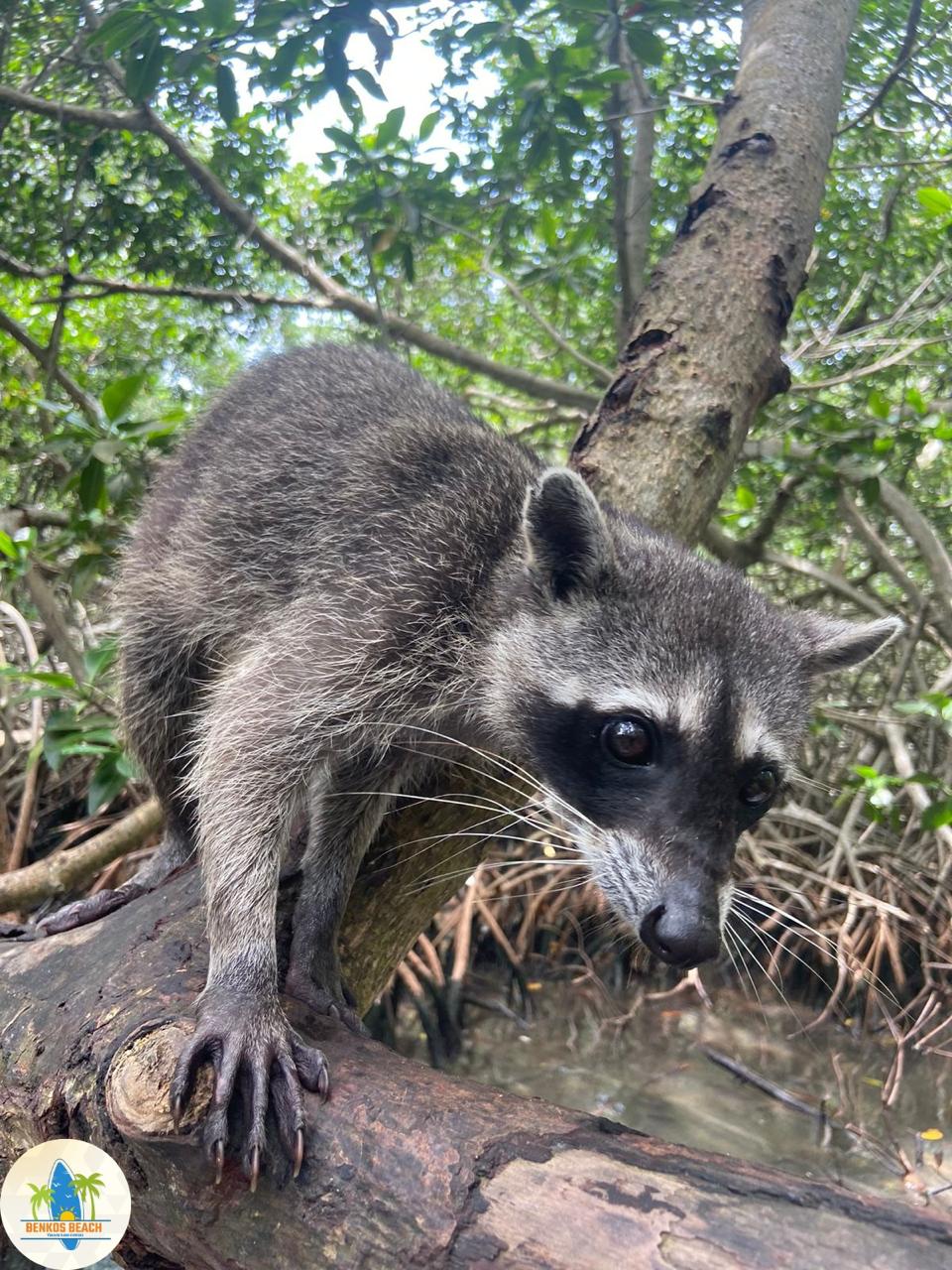 Magic Eco Tour - Imagen 3