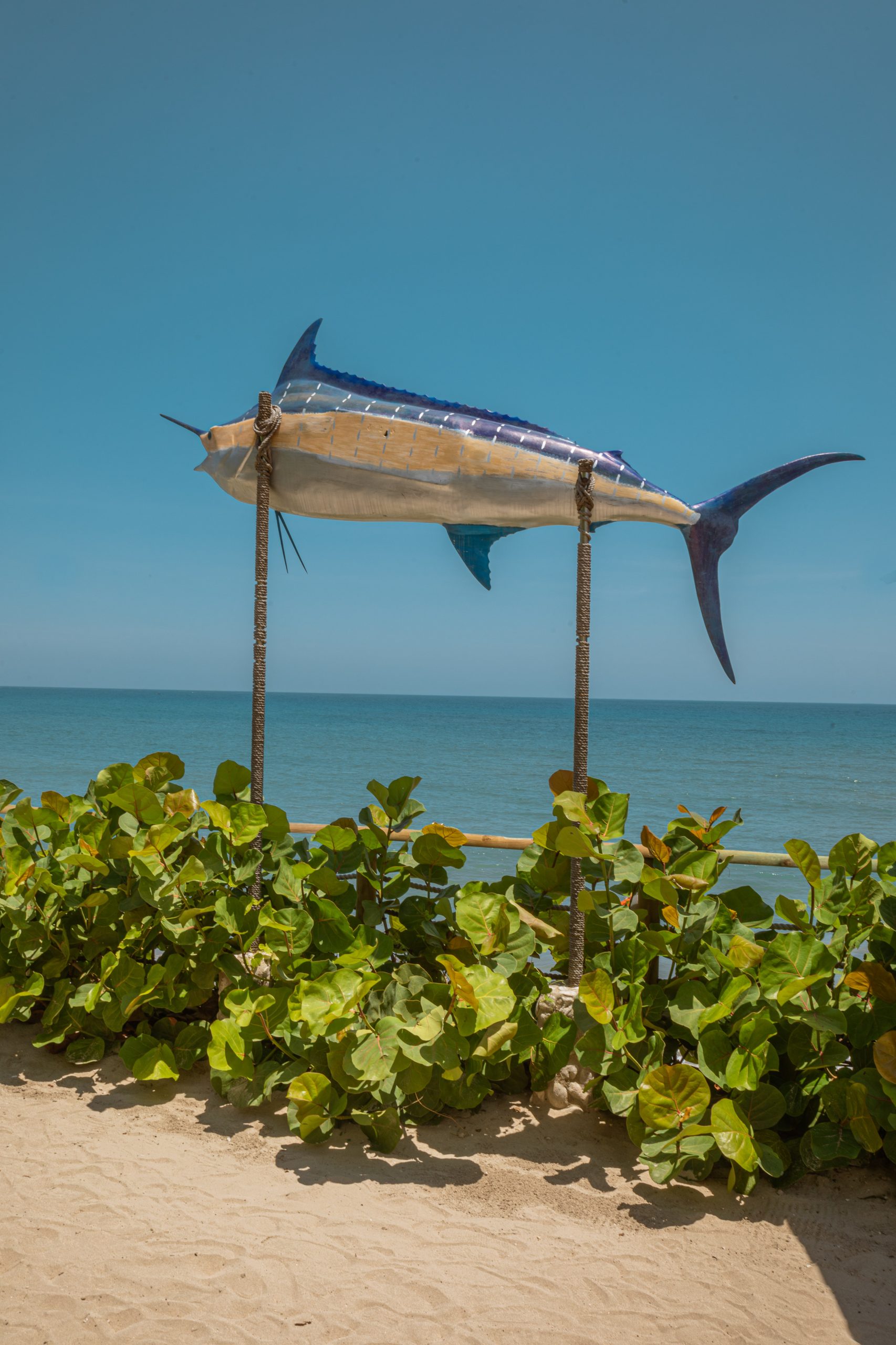 Full Day Marlin - Imagen 17